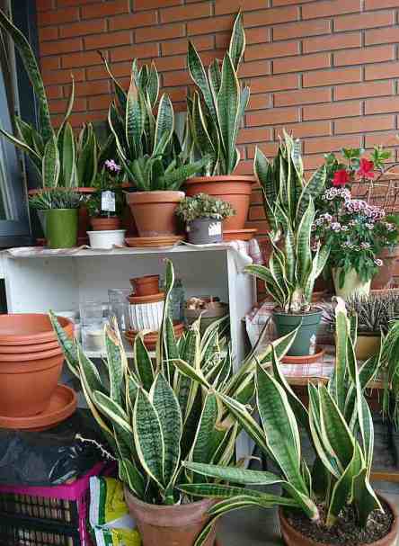sansevieria 4